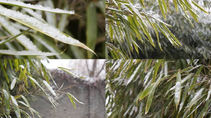 竹子 落雪