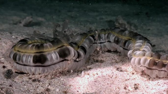 水下海蠕虫Apodida的存在吸引了人们。