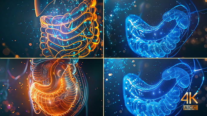 人体肠道医学模型 大肠小肠内脏全息结构