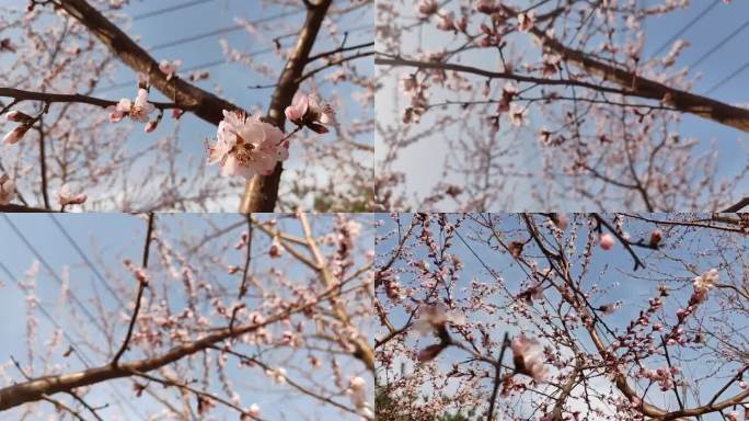 初春蓝天下粉色的杏花