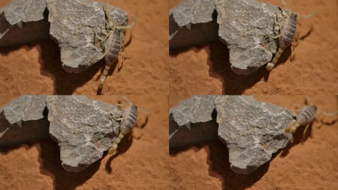 多毛的沙漠蝎子在大岩石上爬行，太阳炙热