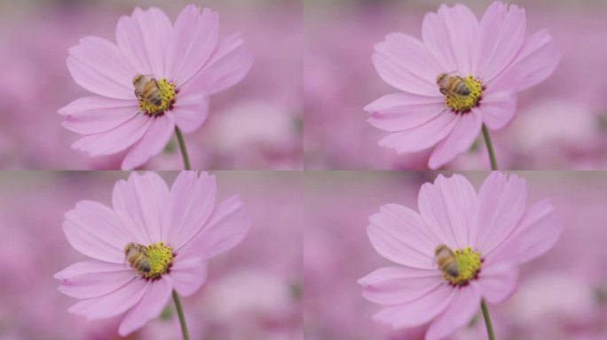 波斯菊花 山花特写实拍