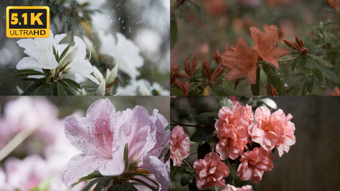 5K-雨中怒放的杜鹃花，杜鹃花开，马缨花