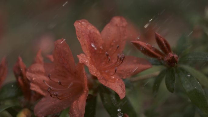 5K-雨中怒放的杜鹃花，杜鹃花开，马缨花