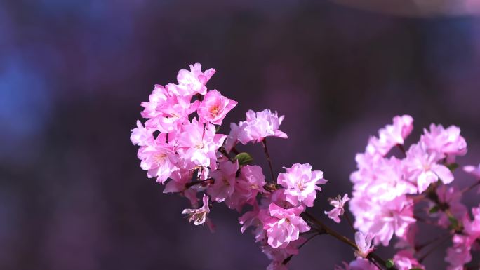 盛开的海棠花素材