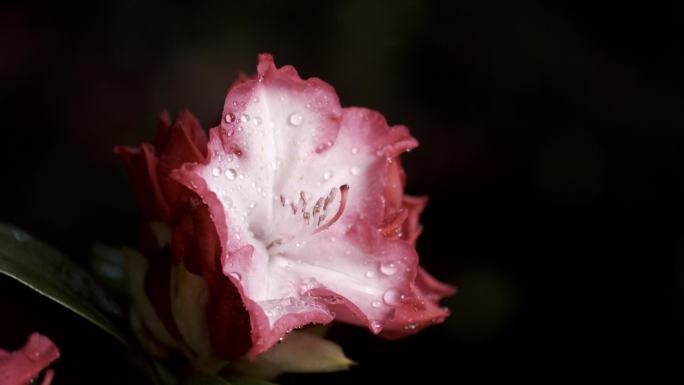 5K-雨中的杜鹃花，杜鹃花开放，春雨绵绵