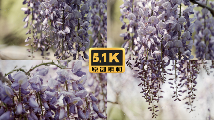5K-雨中的紫藤花，紫藤花开，水滴滴落