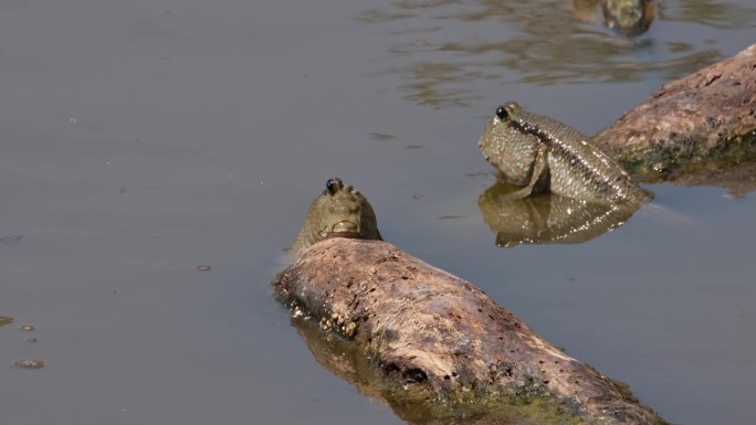 两只在漂浮的木头上休息，左边的一只在眨它的左眼，金斑弹涂鱼，泰国