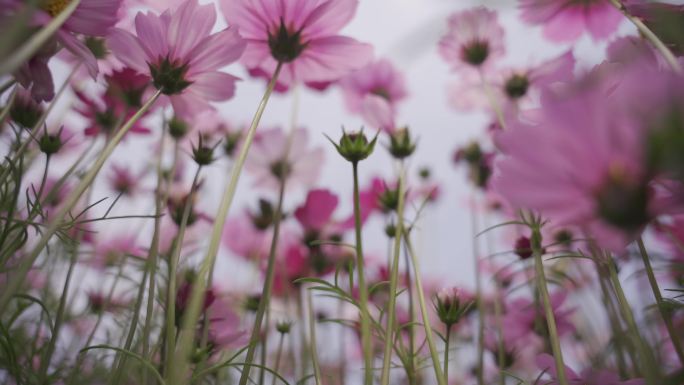 波斯菊花 山花特写实拍