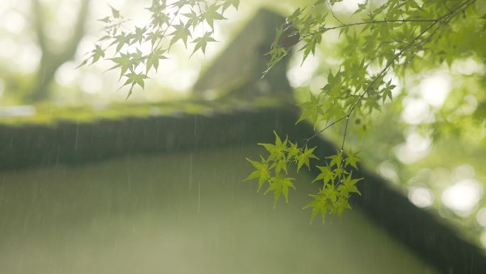 江南园林雨中的韵味美感