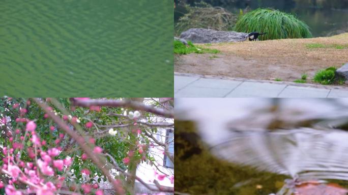 杭州植物园公园春天美景风景视频素材
