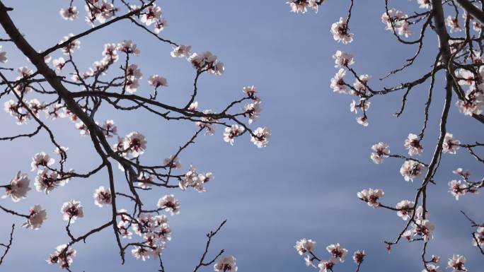 杏花盛开 丘陵地带 春季 百花盛开 春花