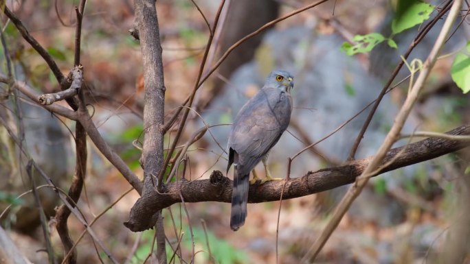 夏天，在泰国的森林深处，从它的背面向右看，凤头苍鹰