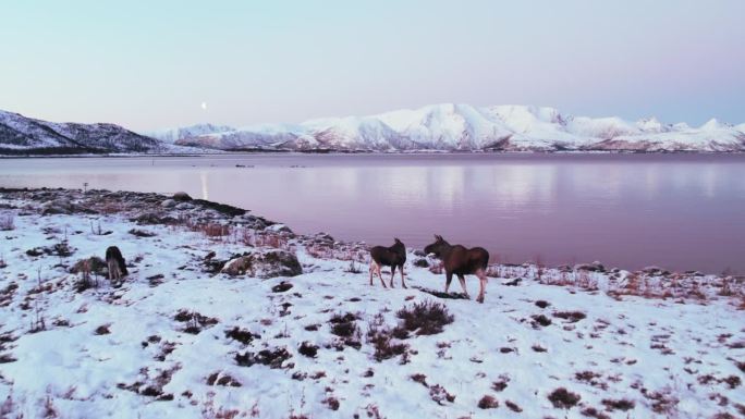 在斯堪的纳维亚海岸，一头驼鹿和她的两只幼崽站在一起。白色的山脉在背景中若隐若现，大海映衬着色彩斑斓的