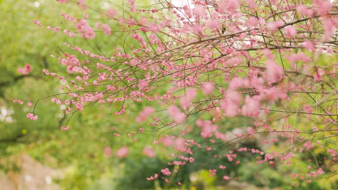 春天中式古典园林中的梅花