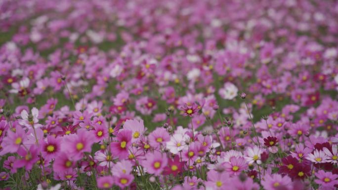 波斯菊花 山花特写实拍