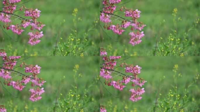 春天红色樱花红樱绽放开花自然风光