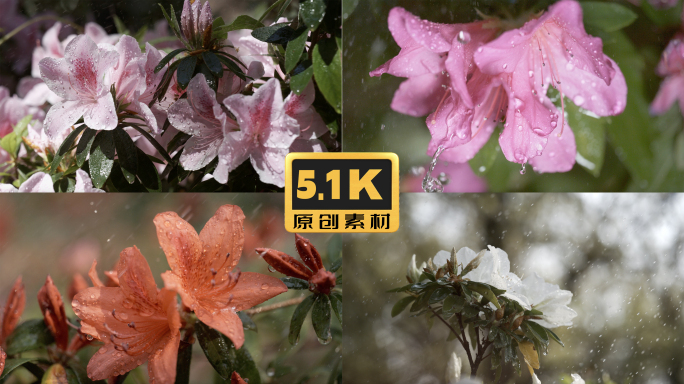 5K-春雨中的杜鹃花，雨中盛开的杜鹃花