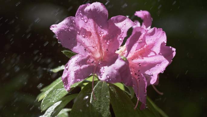5K-春雨中的杜鹃花，雨中盛开的杜鹃花