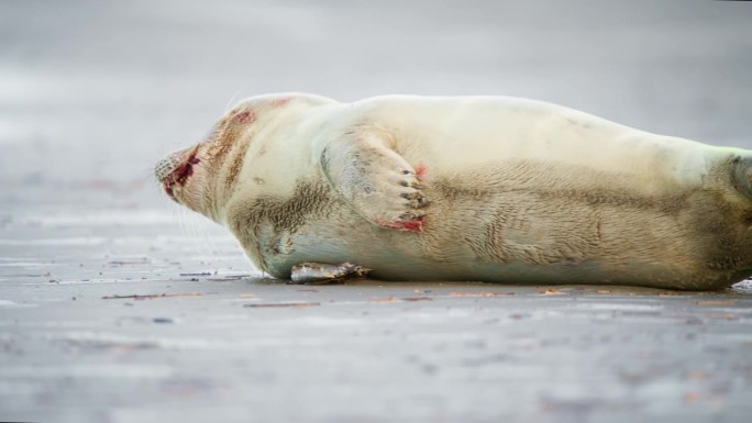 带着血渍的海豹宝宝躺在灰色的沙滩上喘着气。