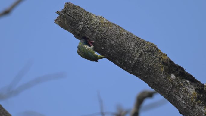 赤胸拟啄木鸟啄树洞找虫吃