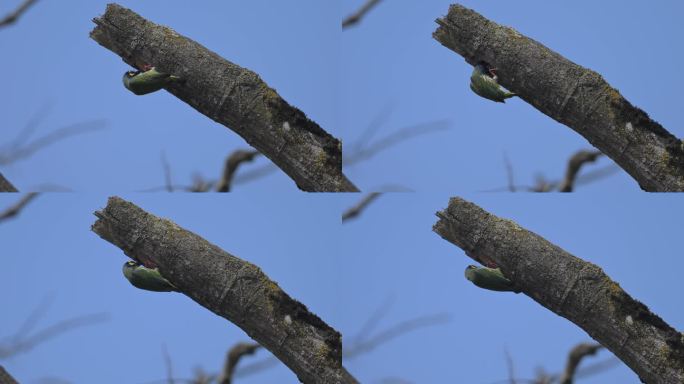 赤胸拟啄木鸟啄树洞找虫吃