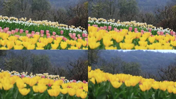 春暖花开郁金香花丛特写（主页有合集）