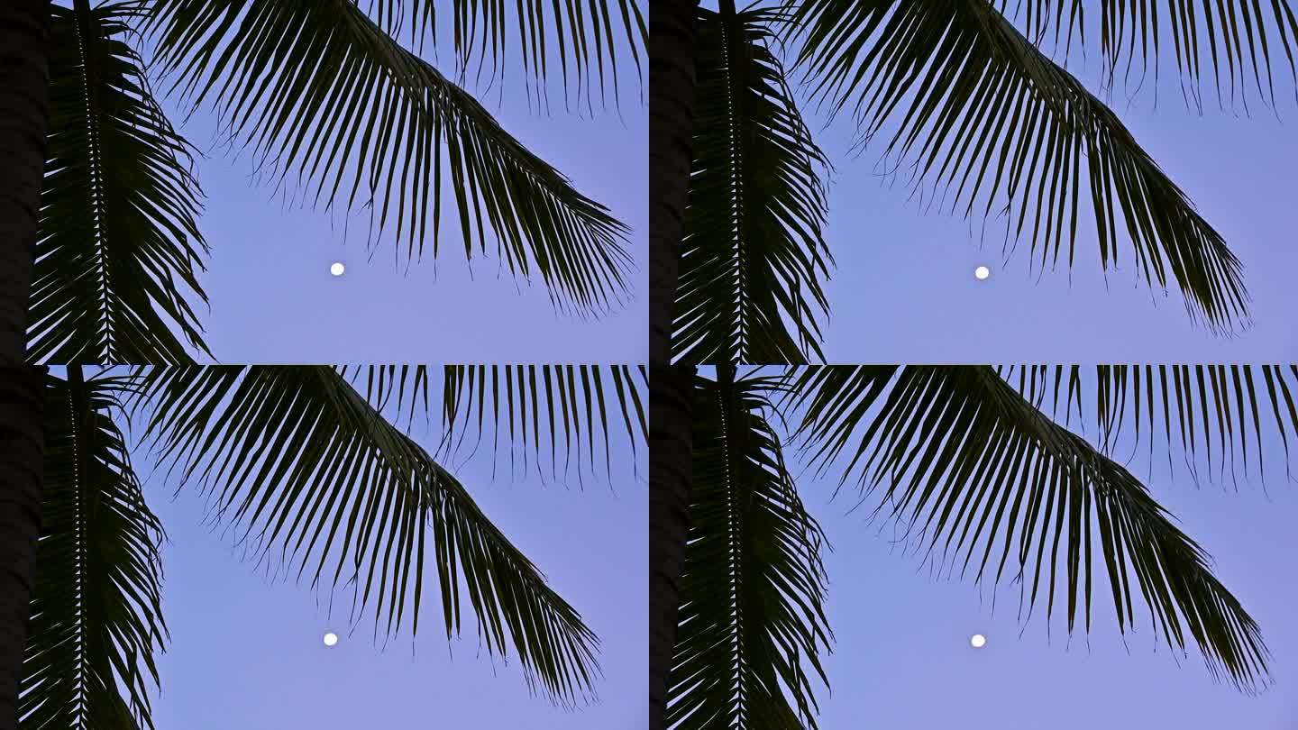 椰树与傍晚天空中的月亮