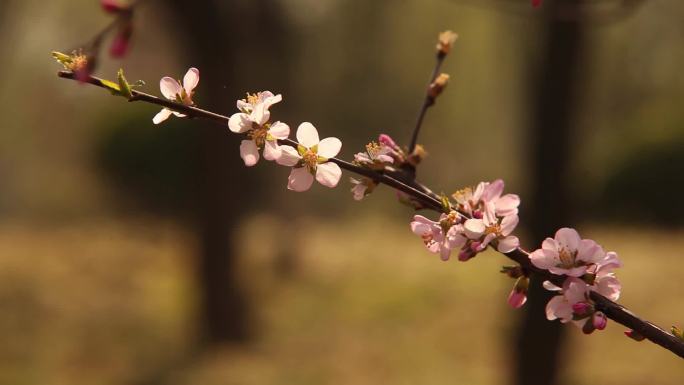 花  石榴花  石榴 石榴树  开花