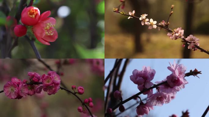 花  石榴花  石榴 石榴树  开花