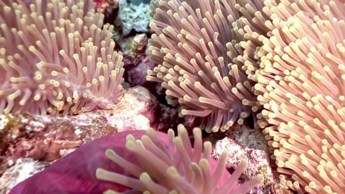 红海的海底世界装饰着海葵和小丑鱼。