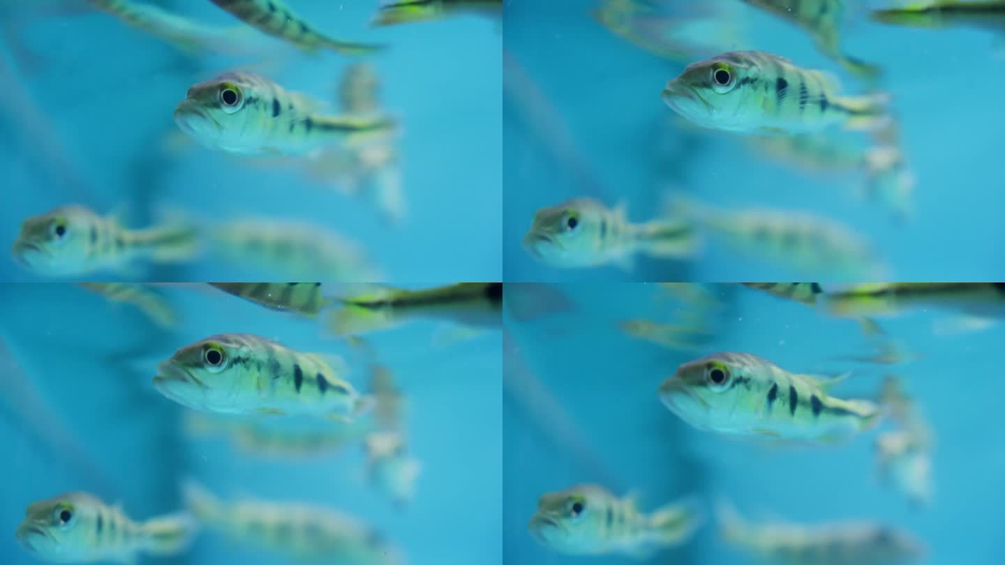 在水族馆里游泳的小蝴蝶孔雀鲈鱼