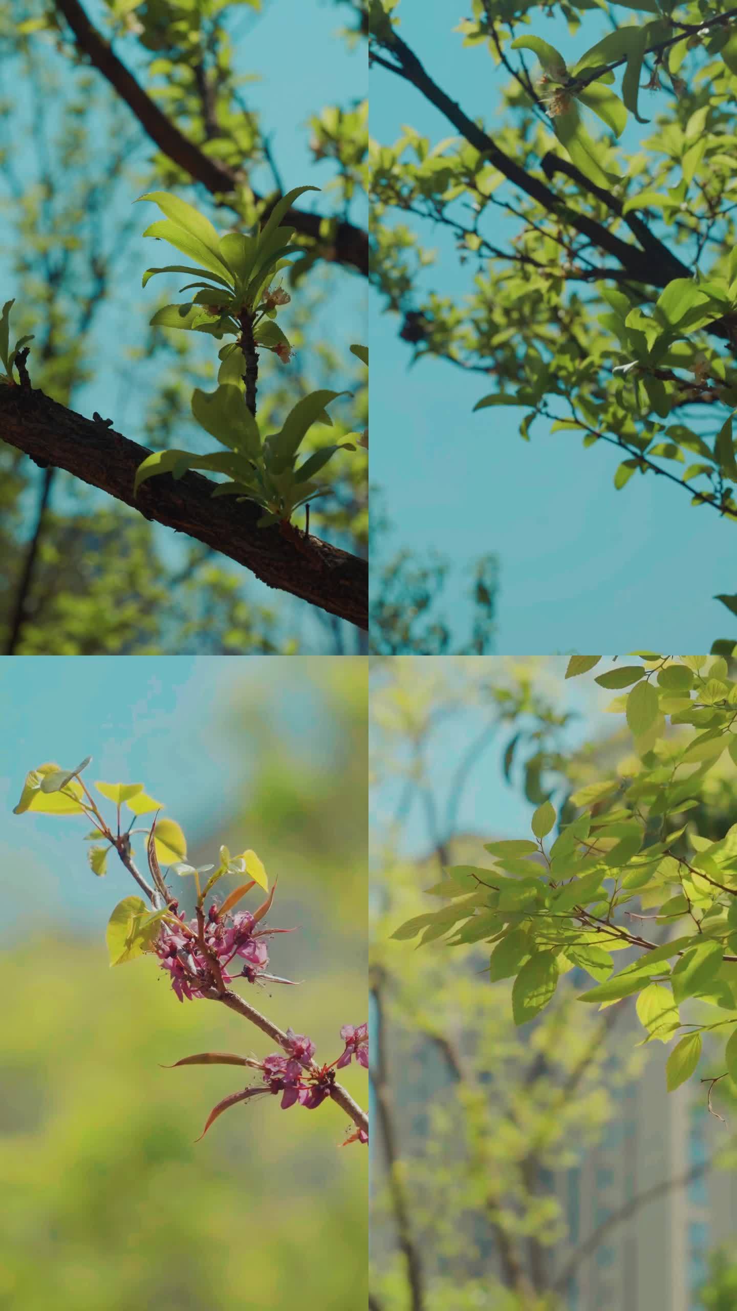 抖音竖屏春天景色24节气春分时节唯美特写