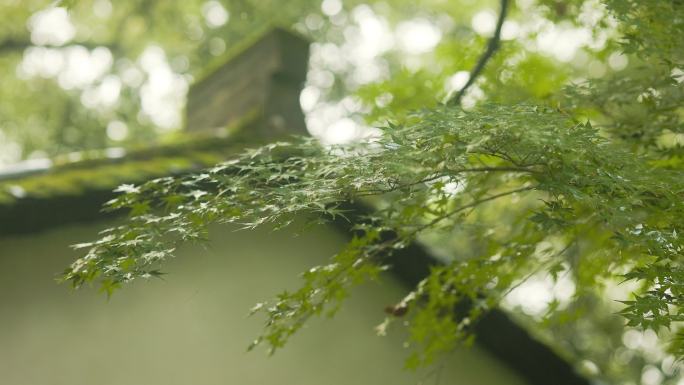 江南园林雨中的韵味美感