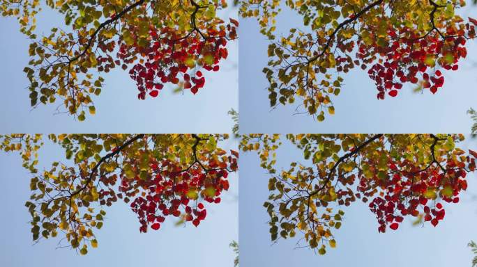 秋日天空下多彩的树枝