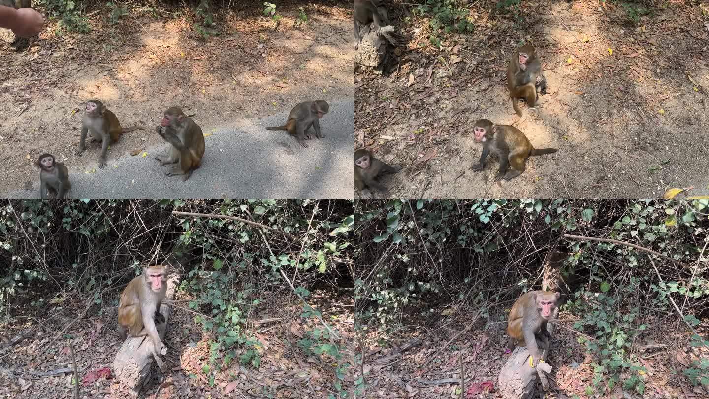 猴岛小猴猴群猴子吃香蕉