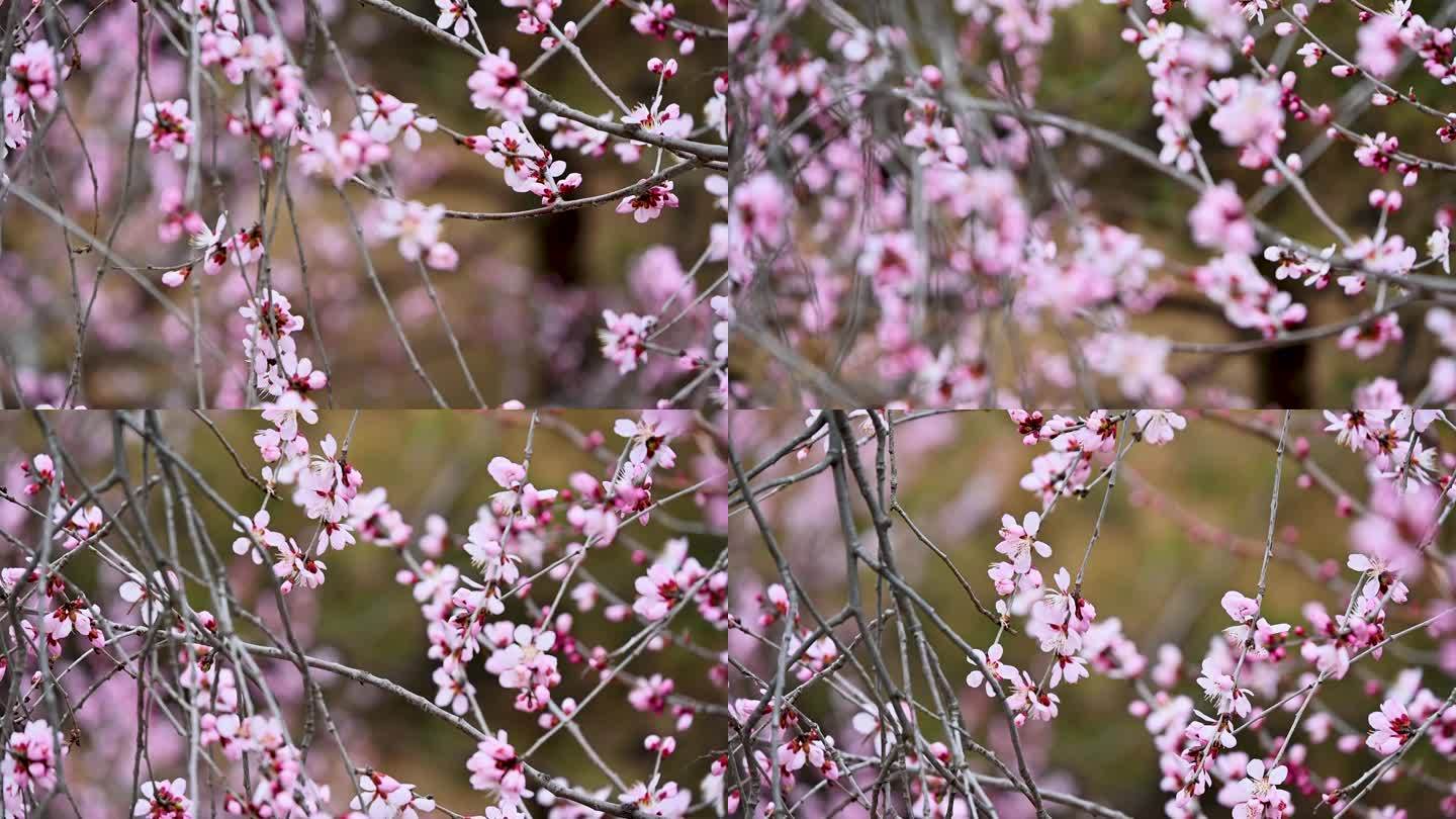 春天盛开的粉色桃花花朵特写升格慢镜