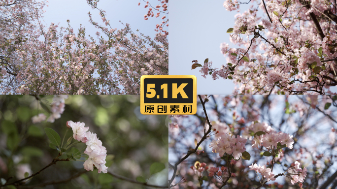 5K-海棠花开，春暖花开，海棠花特写实拍