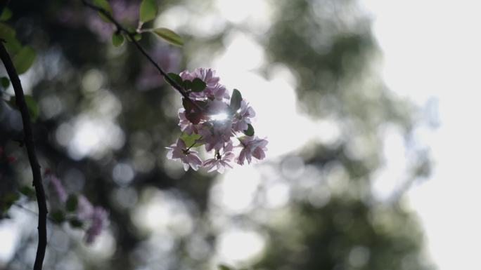 5K-海棠花开，春暖花开，海棠花特写实拍