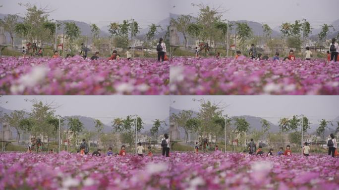 波斯菊花 山花特写实拍