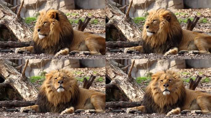 上海动物园狮子在园内晒太阳梳理毛发