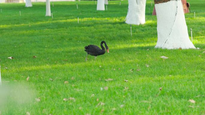 池塘阳光草地上的黑天鹅