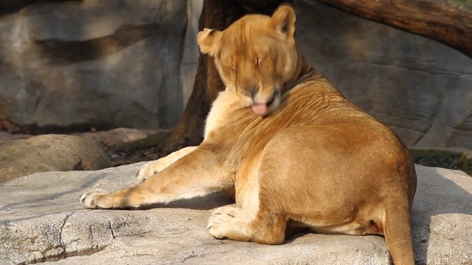 上海动物园狮子在园内晒太阳梳理毛发