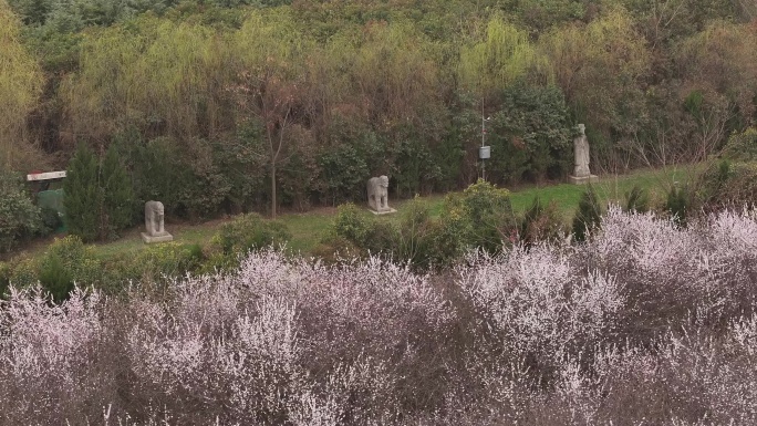 陕西地标明秦王墓桃花花海航拍西安旅游宣传