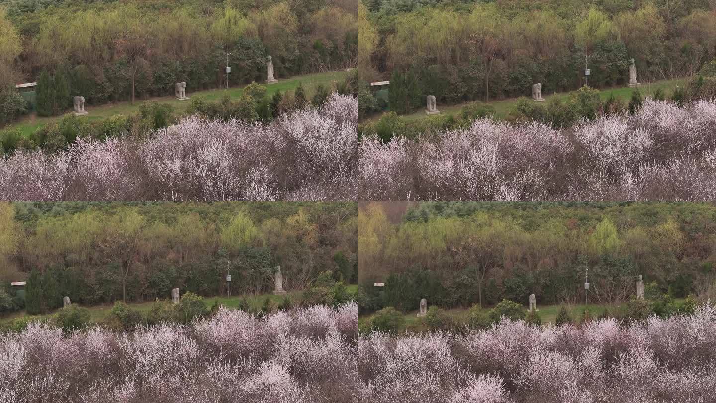 陕西地标明秦王墓桃花花海航拍西安旅游宣传