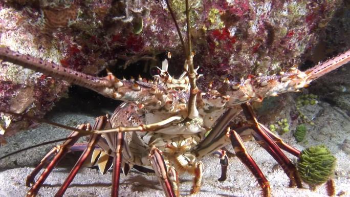 水下海床上长触角的多刺龙虾特写。