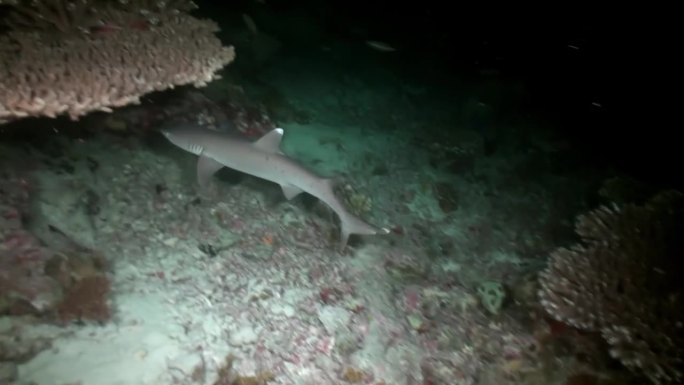 漂亮的礁鲨躲在马尔代夫的水下珊瑚中。