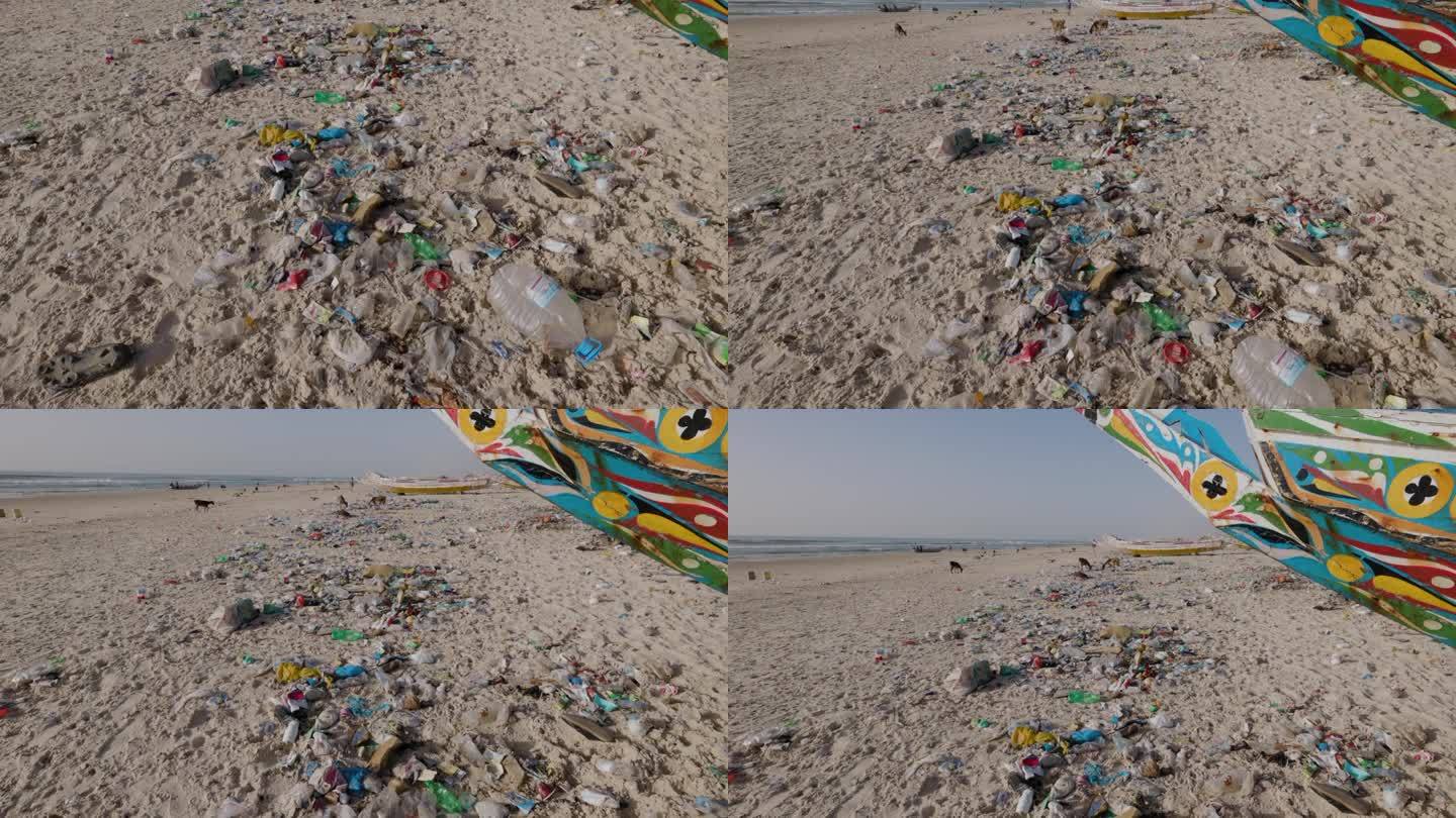 摇上。山羊在海边吃垃圾。可怕的塑料污染。
