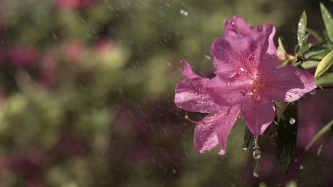 5K-雨中杜鹃，杜鹃花开，花朵水滴慢镜头