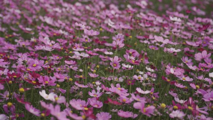 波斯菊花 山花特写实拍